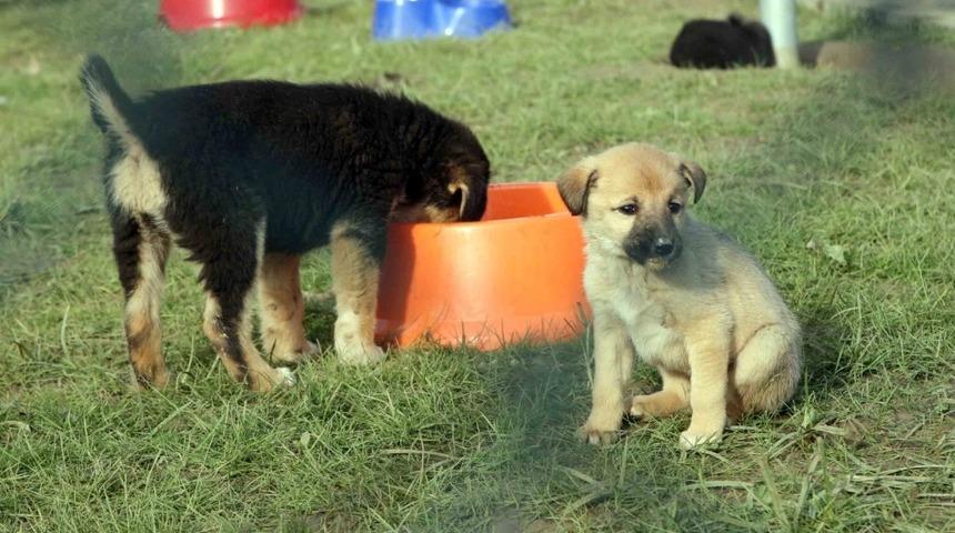 Bu yıl i&ccedil;erisinde 2 bin 309 sokak hayvanı yuvaya kavuştu