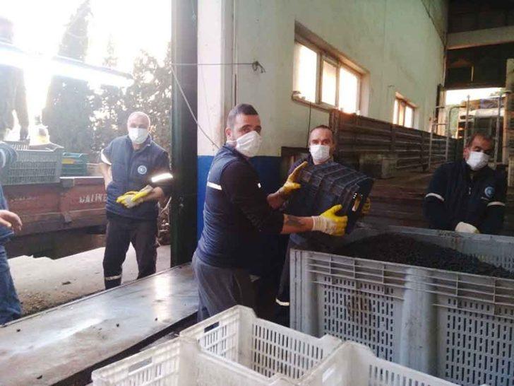 Zeytin rekolte tahmini tutmadı G1