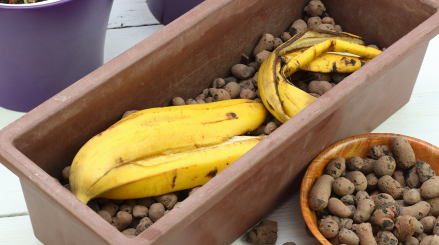 Muz kabuğunun faydaları 'yok artık' dedirten cinsten! Hem cildi parlatıyor, hem de...