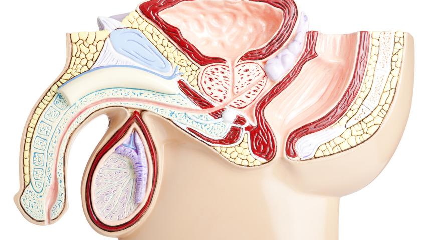 Testis torsiyonu: Belirtileri ve nedenleri