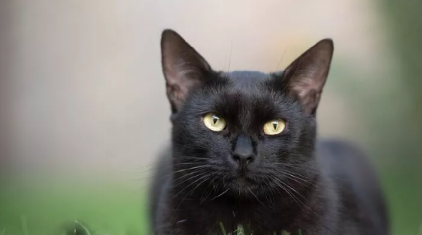 Batıl inançların yalnızca Türklere özgü olduğunu düşünüyorsanız çok yanılıyorsunuz! İşte diğer ülkelere ait ilginç batıl inançlar!