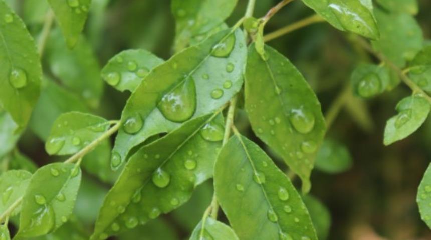 Köri yaprağı ne işe yarar? Ne gibi faydaları bulunur?
