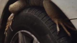 Antalya'da ilginç görüntü! Otomobilin ön tekerine giren iguana güçlükle çıkarıldı