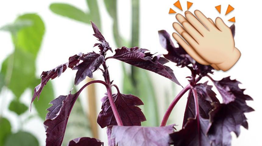 2 yaprak reyhan bakın nelere iyi geliyor