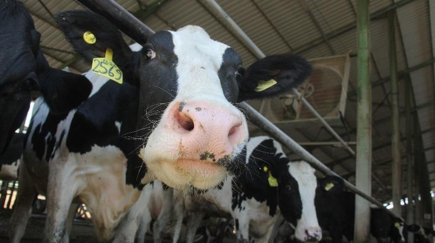 Denizli&rsquo;de s&uuml;t fiyatı 3 lira olarak belirlendi