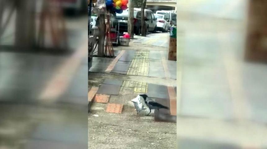 Karganın &ldquo;cips&rdquo; hırsızlığı