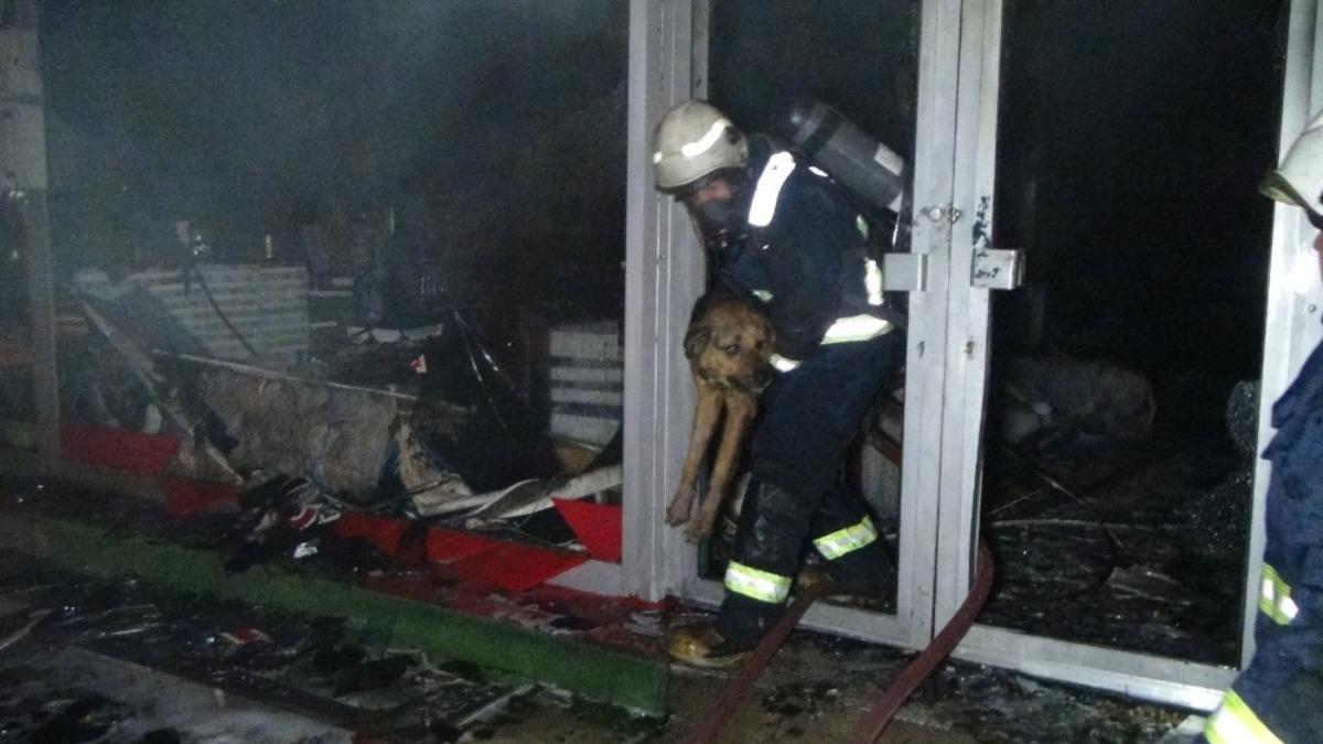 Sahibine ulaşmak i&ccedil;in alevlerin arasına dalan k&ouml;pek itfaiye ekipleri tarafından kurtarıldı