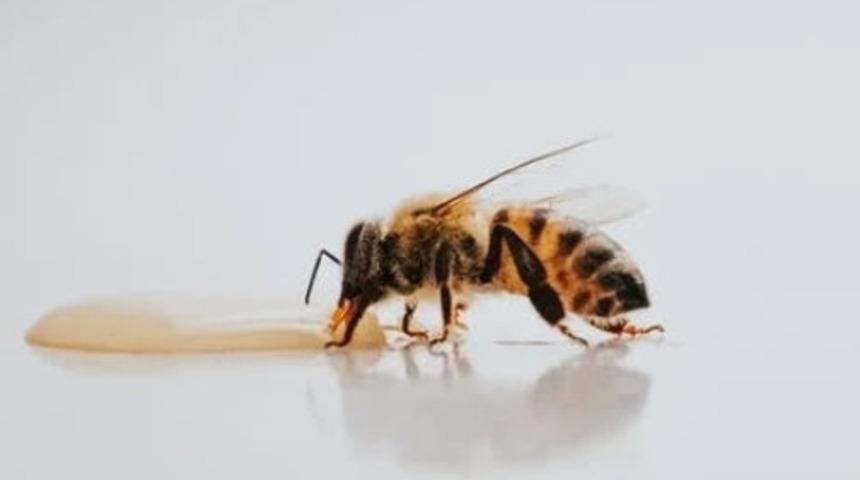 Doğadan gelen mucize:Arı sütü 