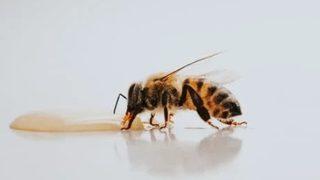 Doğadan gelen mucize:Arı sütü 