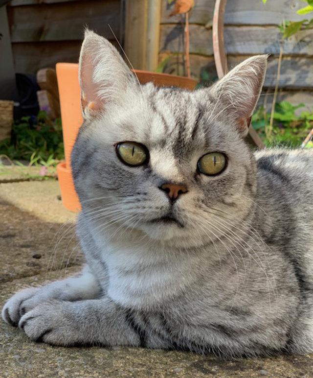 Photo of Eddie, a silver tabby British Shorthair