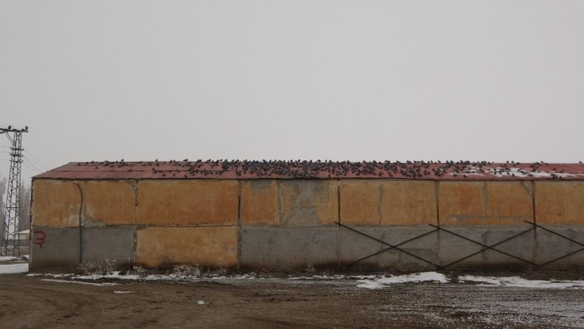 Dondurucu soğukta yem n&ouml;beti