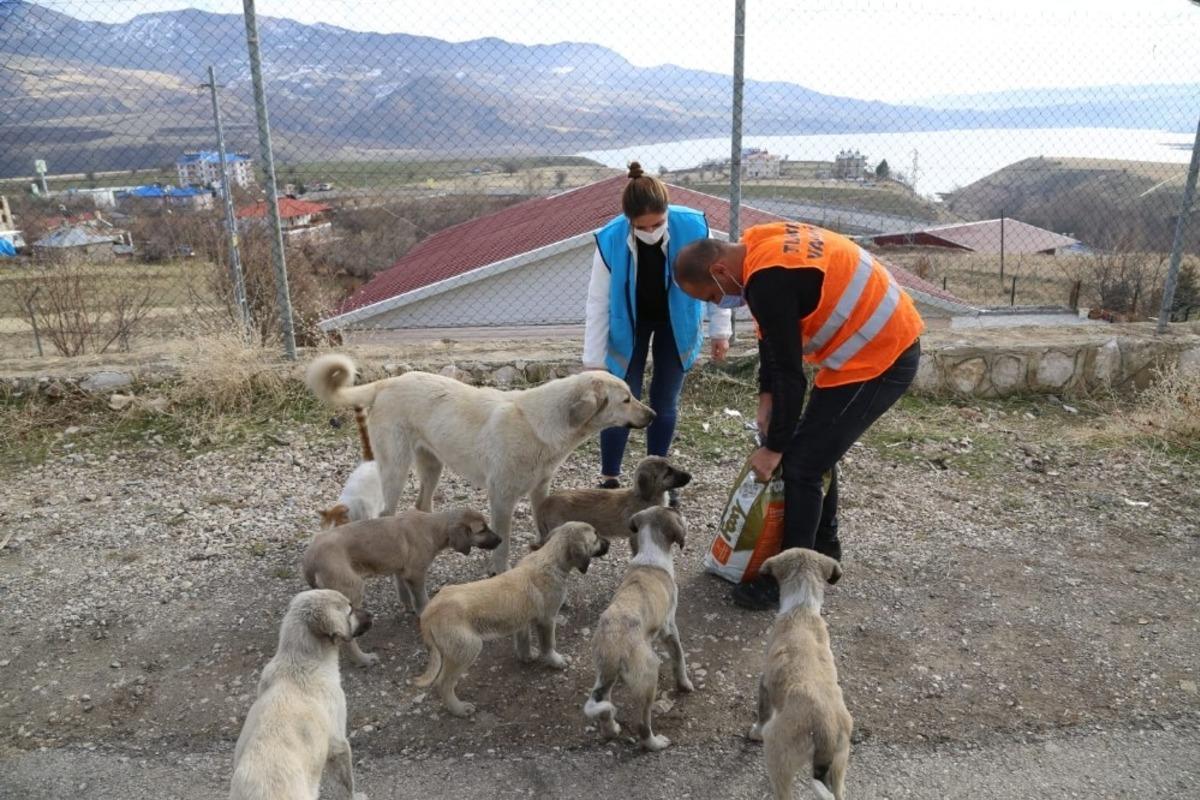 Tunceli&rsquo;de sokak hayvanları i&ccedil;in vefa ekibi g&ouml;revde