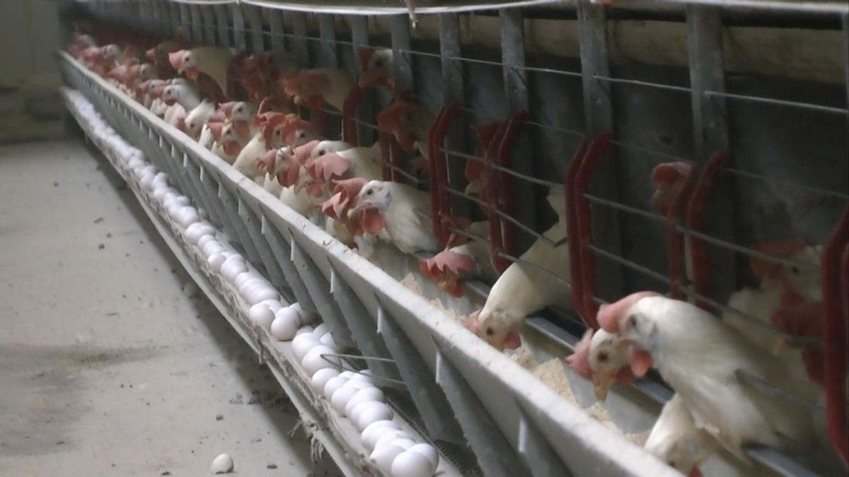 Muş&rsquo;ta yumurtaya rağbet arttı