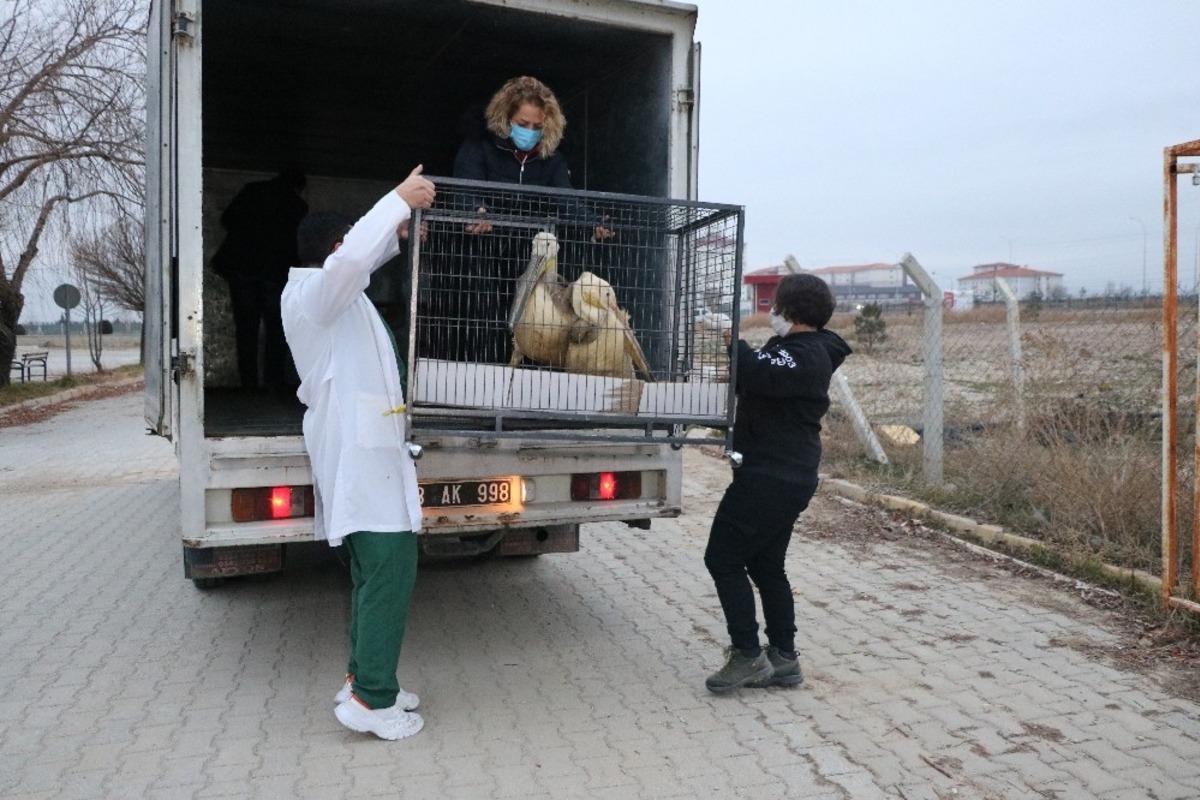 Tedavisi ve rehabilitasyonu tamamlanan 9 yaban hayvanı Ormanya Doğal Yaşam Parkına yolcu edildi