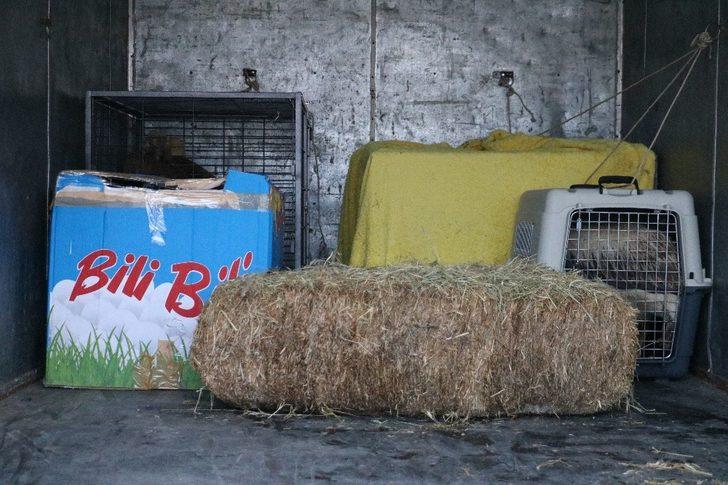 Tedavisi ve rehabilitasyonu tamamlanan 9 yaban hayvanı Ormanya Doğal Yaşam Parkına yolcu edildi G3