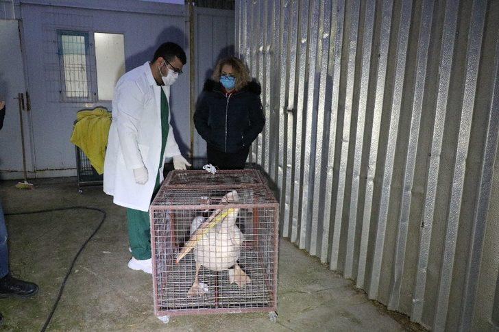 Tedavisi ve rehabilitasyonu tamamlanan 9 yaban hayvanı Ormanya Doğal Yaşam Parkına yolcu edildi G5