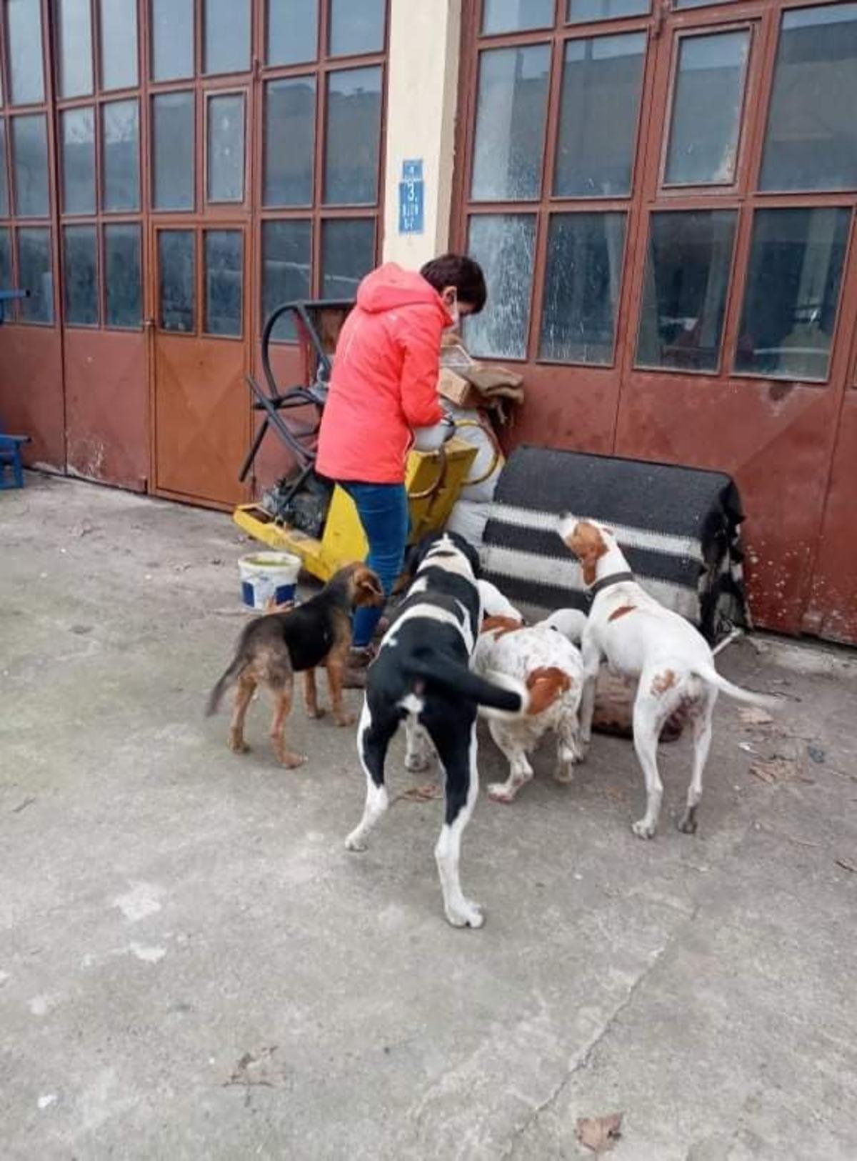 Ak&ccedil;akoca Belediyesinden sokak hayvanlarına mama desteği