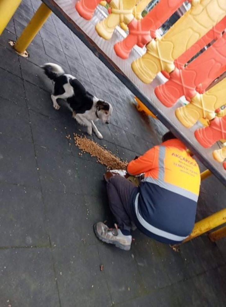 Akçakoca Belediyesinden sokak hayvanlarına mama desteği G3