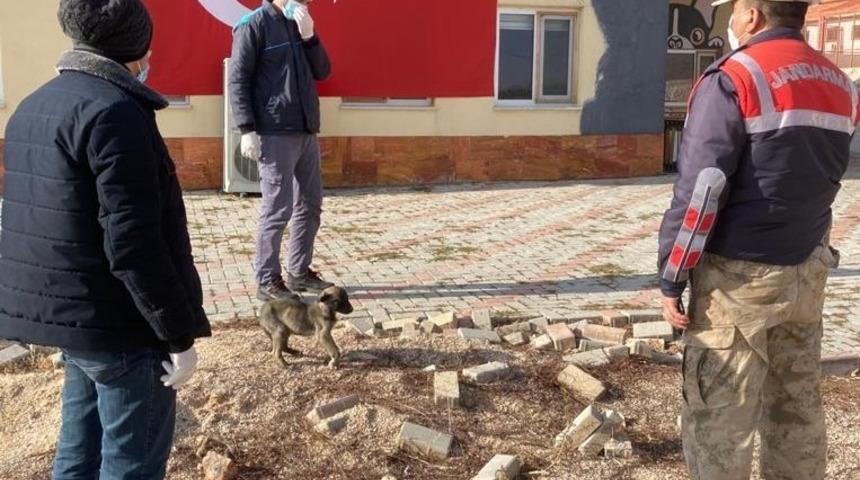 Jandarmanın fark ettiği bacağı kırık k&ouml;pek  tedavi altına alındı