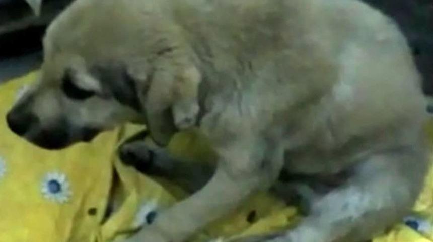 2 yaralı k&ouml;pek tedavi i&ccedil;in İstanbul&rsquo;a g&ouml;t&uuml;r&uuml;ld&uuml;