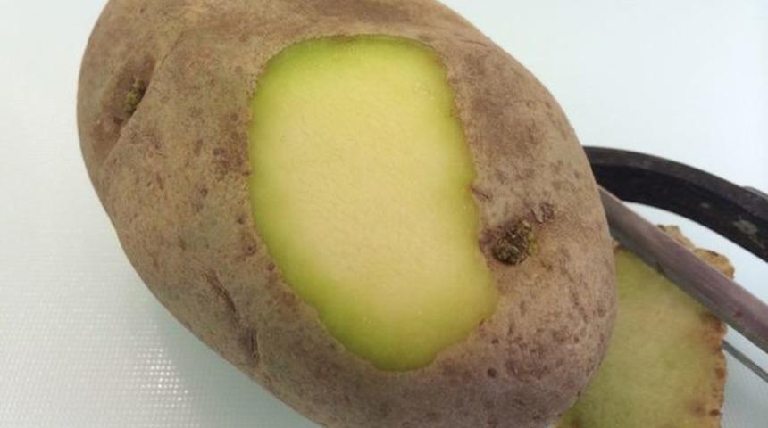 Yeşillenen patatese dikkat: Patatesin yeşillenmesi gerçekten tehlikeli midir? 