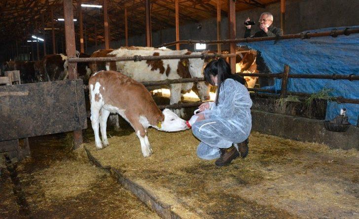 12 yaşındaki kız, biriktirdiği harçlıklarla 3 buzağı alıp çiftçiliğe atıldı G2
