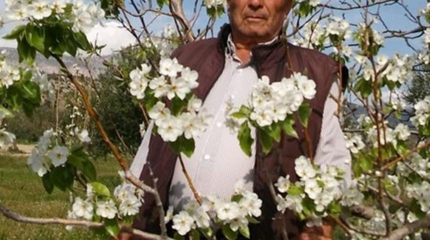 Mersin’de armut ağacı çiçek açtı