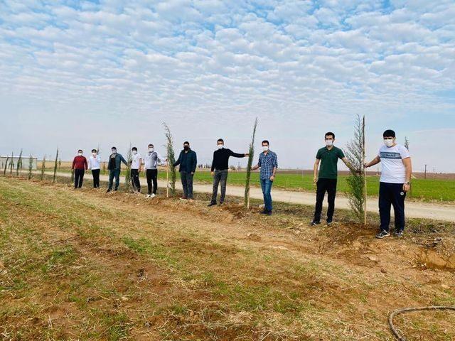 Çiftçiler sosyal medya üzerinden organize olup, kısıtlamada çam fidanı dikti