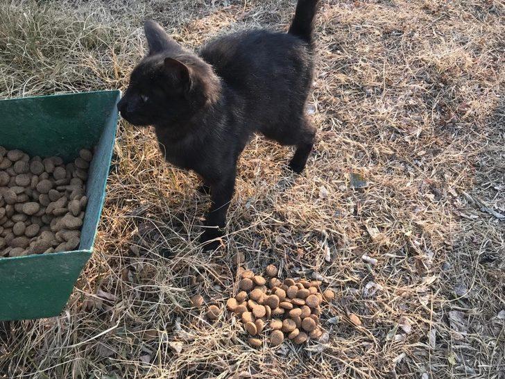 Kısıtlamada aç kalan minik dostlar unutulmadı G2