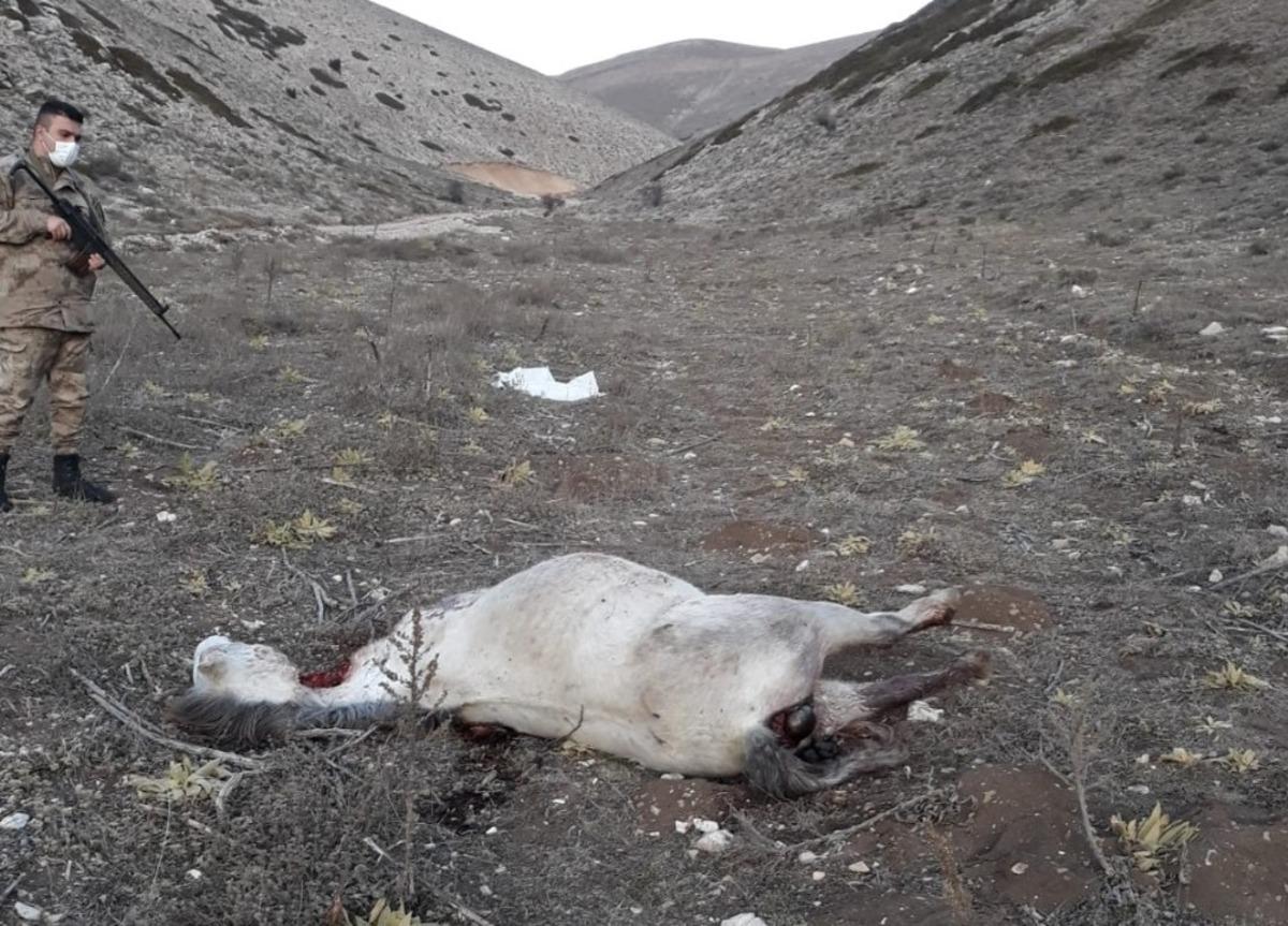 Yılkı atlarının katledilmesiyle ilgili inceleme başlatıldı