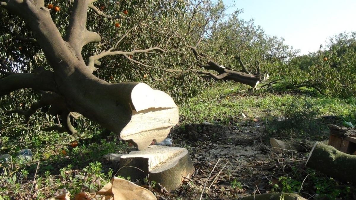 Antalya&rsquo;da binin &uuml;zerinde narenciye ağacının sera i&ccedil;in katledildiği iddiası