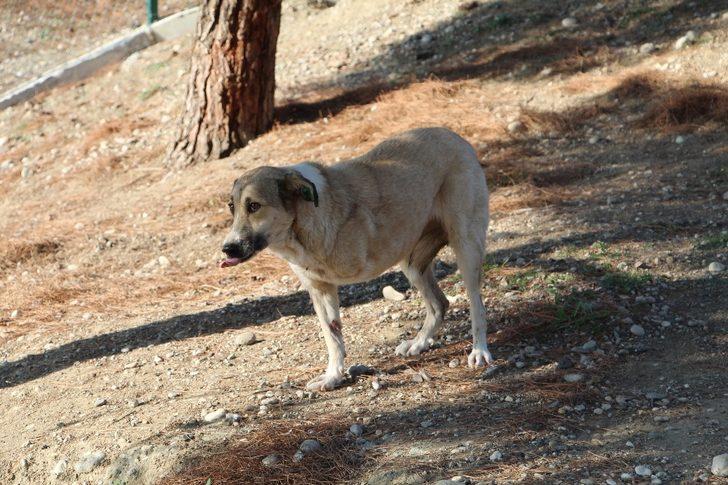 2 aylık iken yaralı bulunan Lady, 5 yıl sonra yuvaya döndü G2
