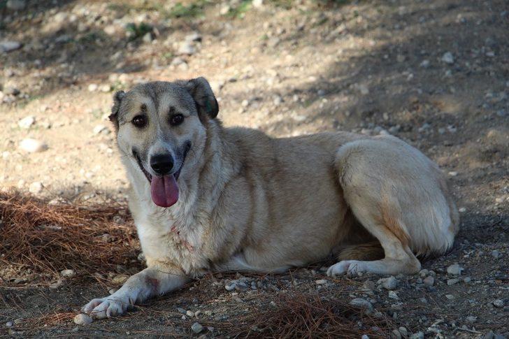 2 aylık iken yaralı bulunan Lady, 5 yıl sonra yuvaya döndü G3