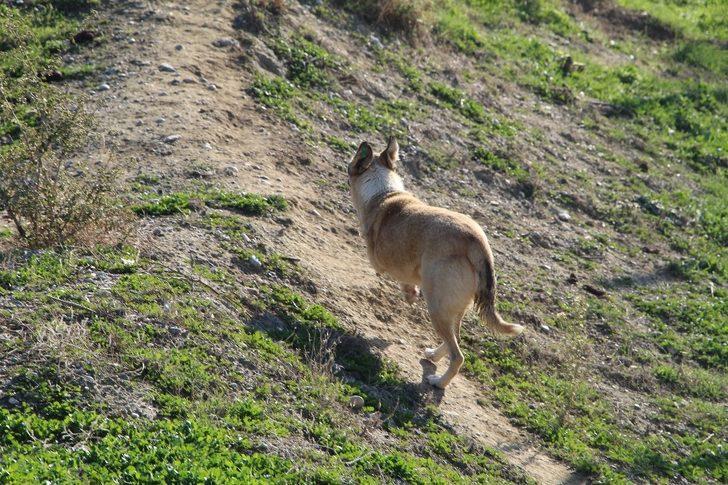 2 aylık iken yaralı bulunan Lady, 5 yıl sonra yuvaya döndü G4