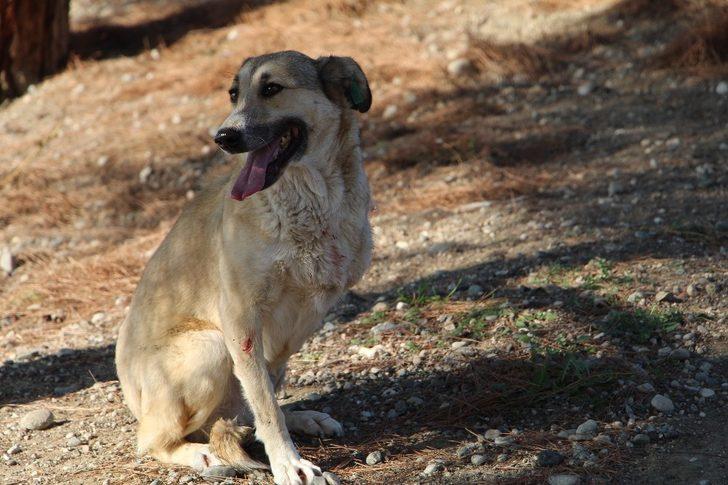 2 aylık iken yaralı bulunan Lady, 5 yıl sonra yuvaya döndü G5