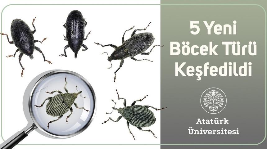 5 yeni b&ouml;cek t&uuml;r&uuml; keşfedildi