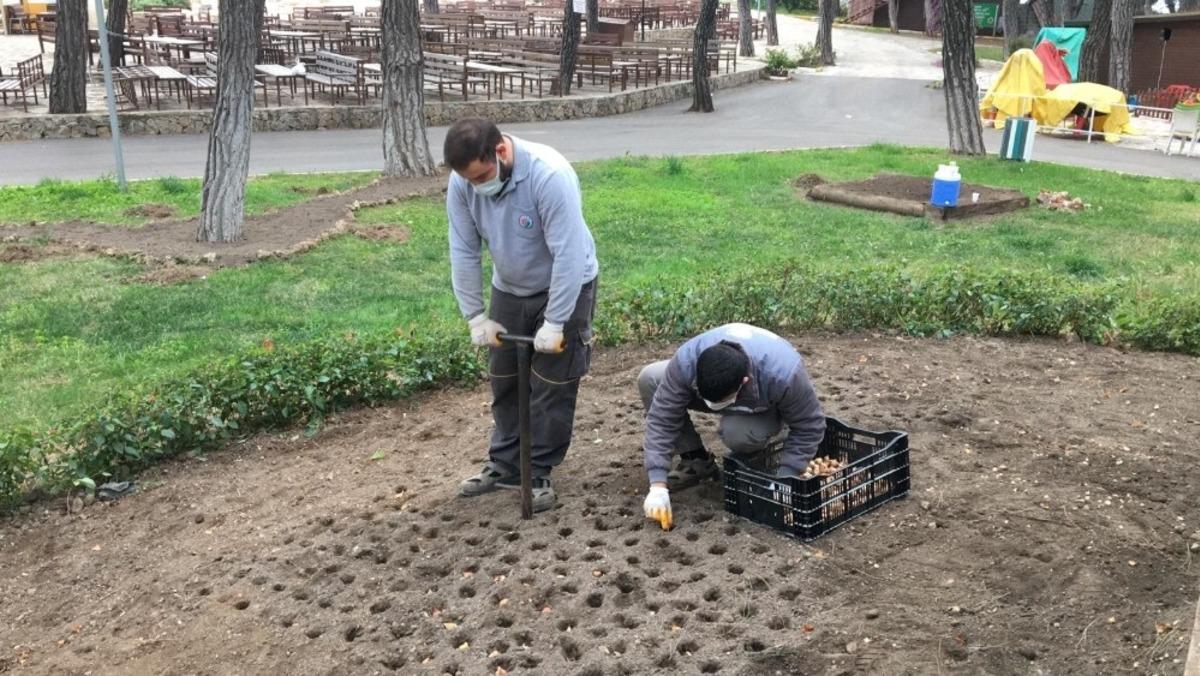 Kepez Kent Ormanı&rsquo;na 145 bin adet soğanlı bitki ekildi