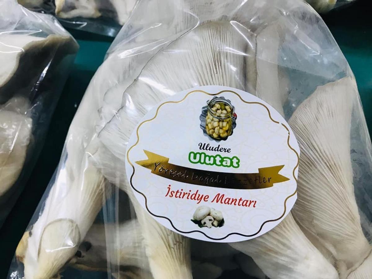 Uludere&rsquo;de istiridye mantarı hasadı yapıldı