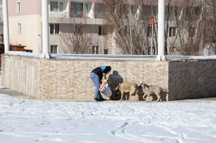 Gürpınar Belediyesi sokak hayvanlarını unutmadı G1