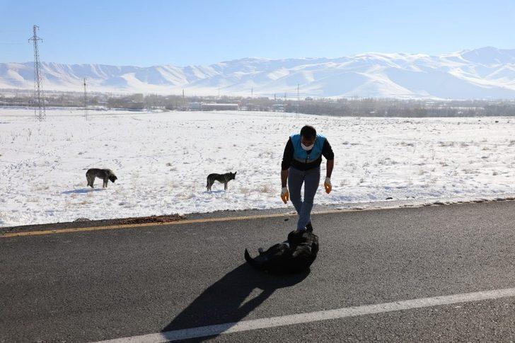 Gürpınar Belediyesi sokak hayvanlarını unutmadı G2