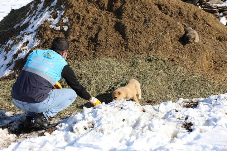 Gürpınar Belediyesi sokak hayvanlarını unutmadı G3