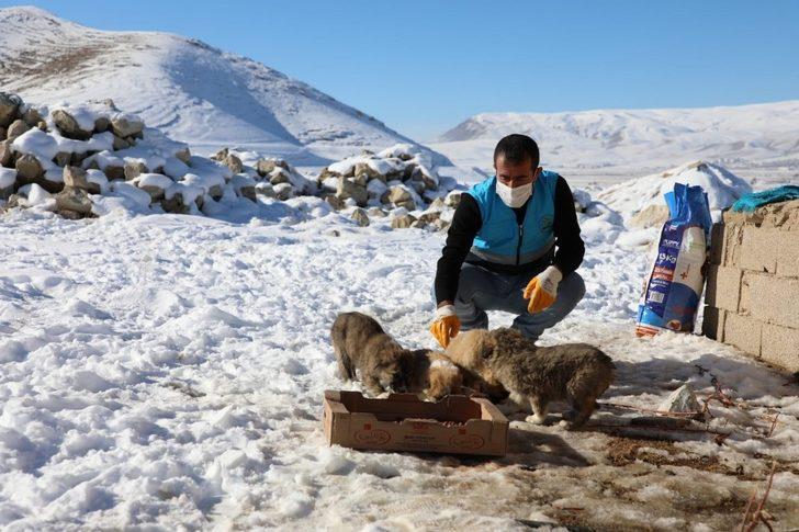 Gürpınar Belediyesi sokak hayvanlarını unutmadı G4