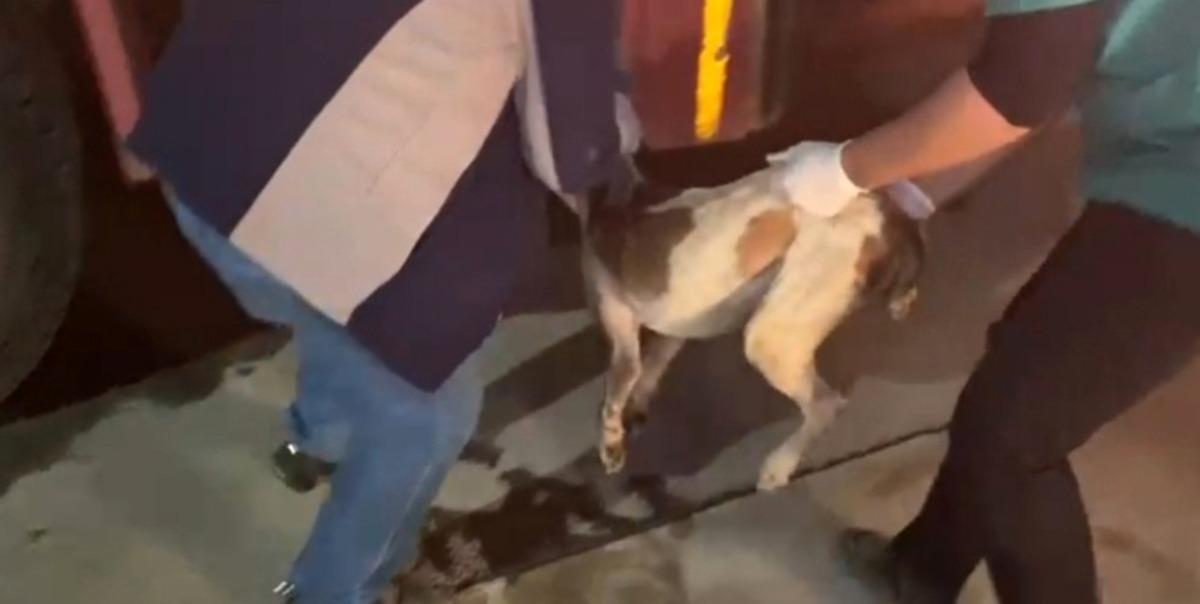 Sulama kanalına d&uuml;şen k&ouml;peği itfaiye ekipleri kurtardı