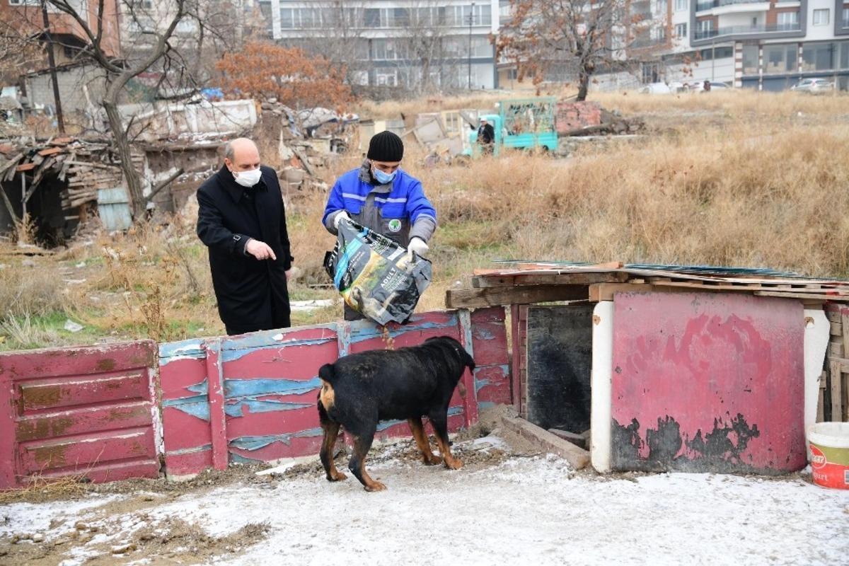 Mamak&rsquo;ta sokak hayvanları sahipsiz değil