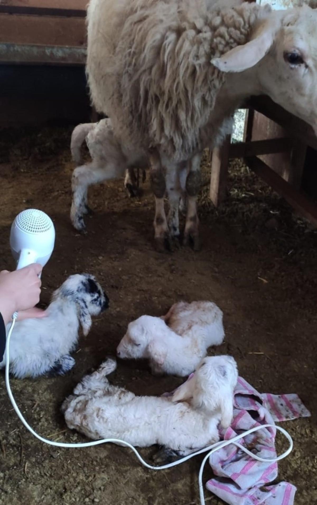 3 yıldır bir batında d&ouml;rd&uuml;z doğuruyor