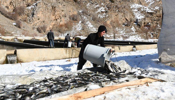 Çatak'ta havuzlarda havasız kalan 12 ton alabalık telef oldu