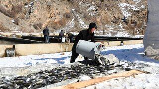 Çatak'ta havuzlarda havasız kalan 12 ton alabalık telef oldu