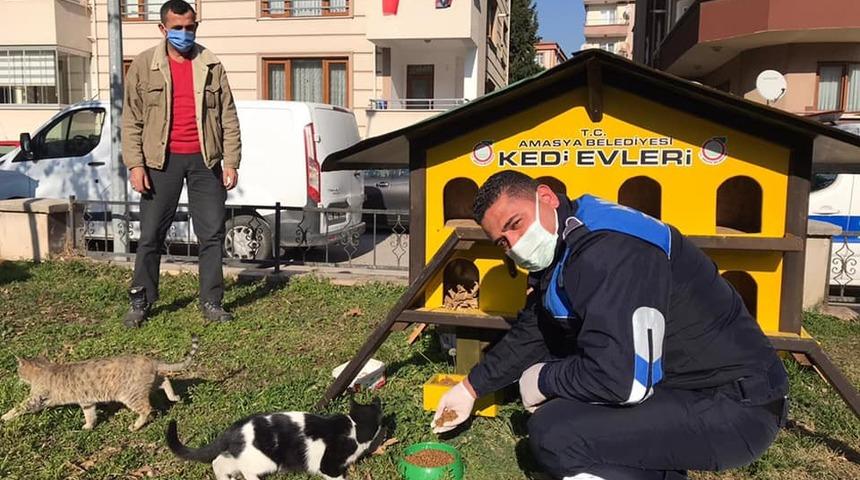 Amasya Belediyesi sokak hayvanları ve kuşlar için mama ile yem dağıttı