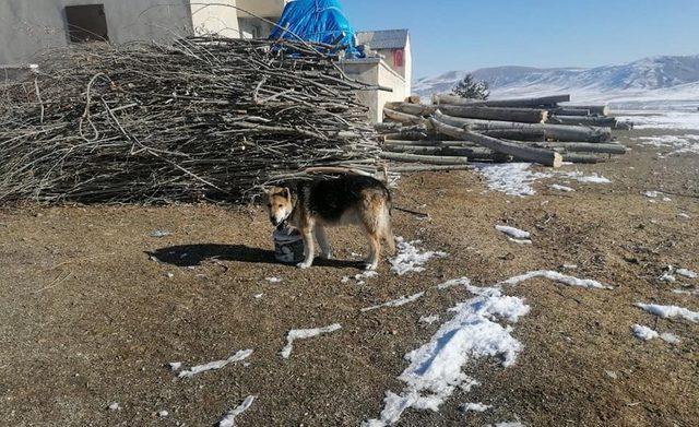 Demirözü’nde sokak hayvanları unutulmadı