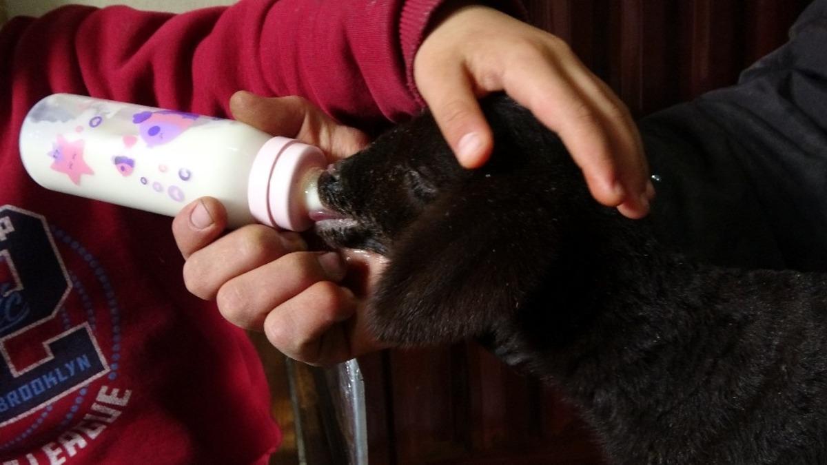 Annesiz kalan kuzular biberonla besleniyor